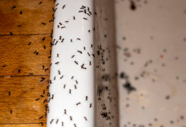 Spider Control Near Me in Rockwood, VA