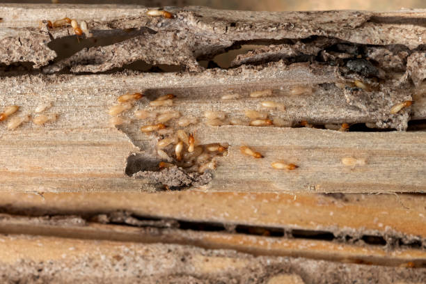 Flea Control Services in Rockwood, VA